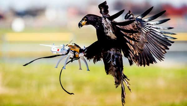 Alquiler de Drones en Bogota Holanca entrena águilas para capturar drones.