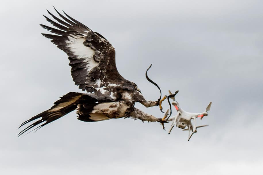 Alquiler de Drones en Bogota Las águilas anti-drones ahora serán usadas en Francia.