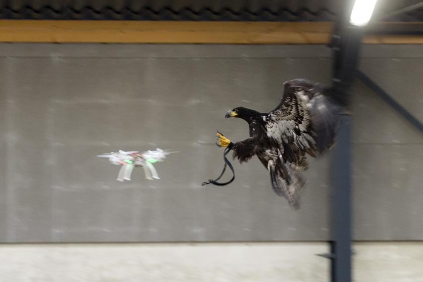 Águilas para cazar drones en Holanda.
